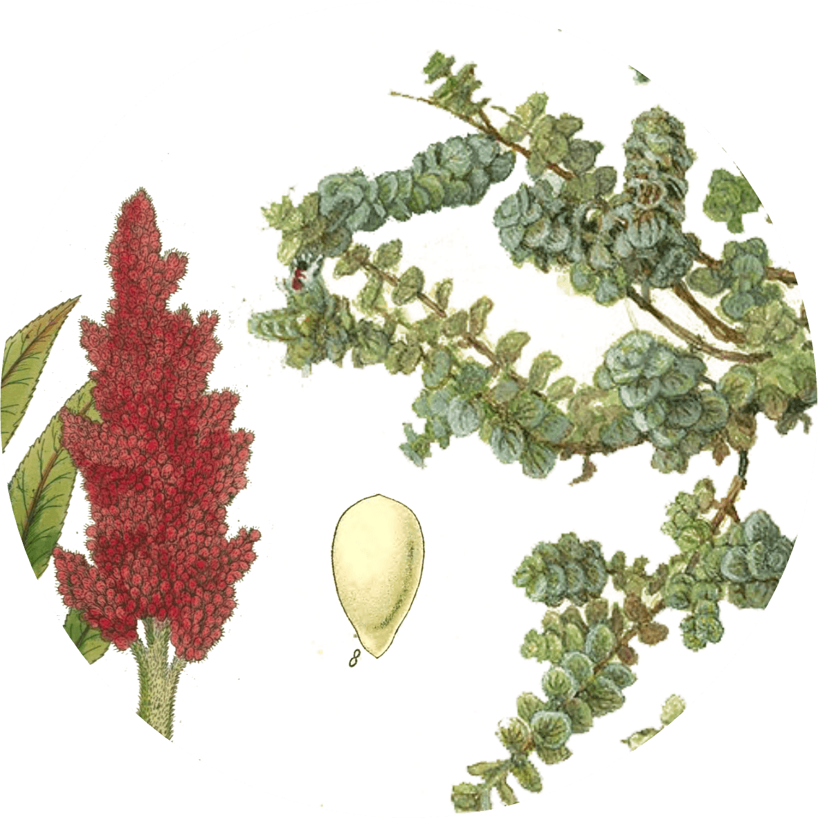 Image for za'atar