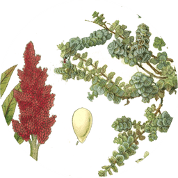 Za'atar